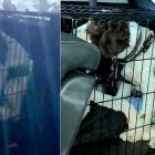 4.26.17 Man Smashes Car Window to Save Dog3