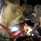 4.28.17 Pit Bull Mama Gives Each of Her Puppies a Kiss as They Are Rescued2