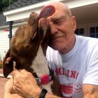 4.4.17 Pit Bull Loving Patrick Stewart Gets Tough on Dog Fighting3