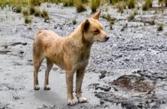 4.5.17 wild dogs4