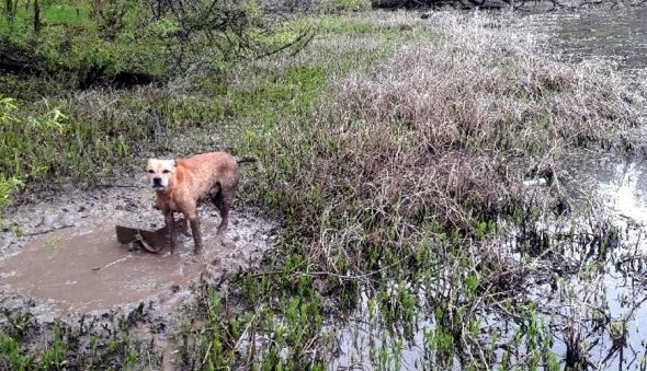 5.1.17 Dog Left to Drown in Flood Rescued1