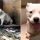 5.10.17 Chained Dog Who Chewed Her Paw Off Has Been Rescued10
