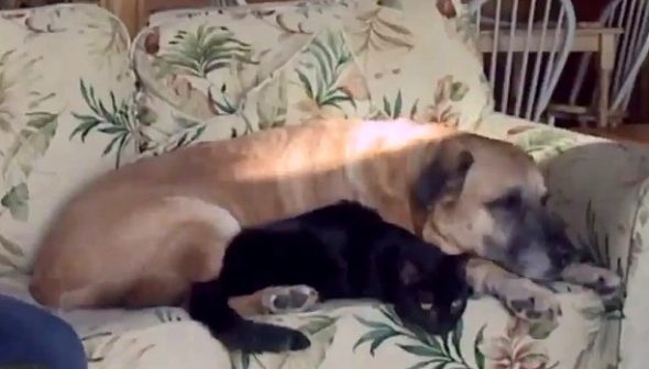 5.17.17 Dog Finds Family Cat TWO MONTHS After House Fire1