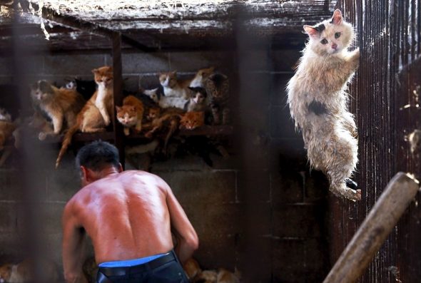 5.18.17 China to Ban Dog Meat at Yulin1