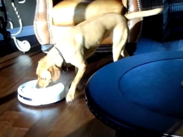 5.2.17 Dog Defeats the Vacuum1