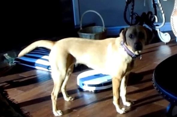 5.2.17 Dog Defeats the Vacuum2