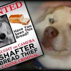 5.22.17 Bread Stealing Dog Caught1