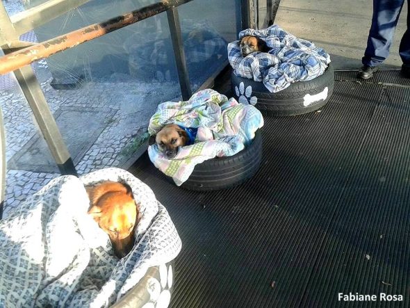5.22.17 Bus Station Makes Beds for Street Dogs1