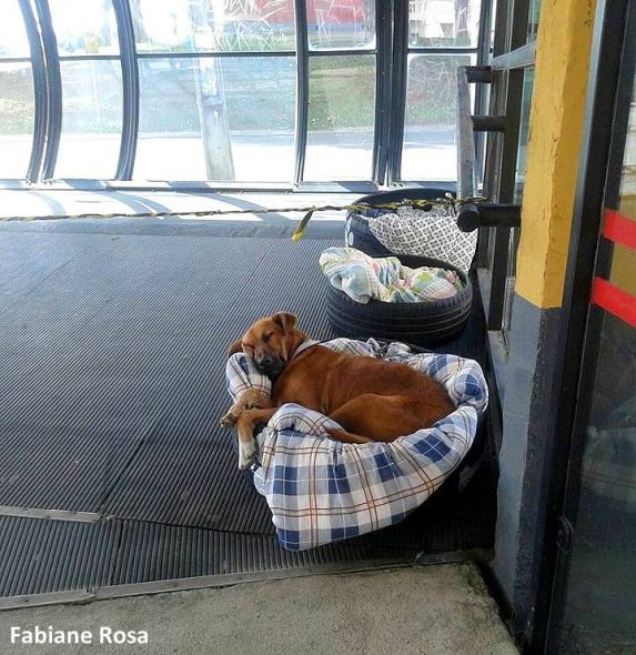 5.22.17 Bus Station Makes Beds for Street Dogs2