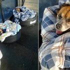 5.22.17 Bus Station Makes Beds for Street Dogs5