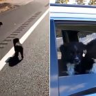 5.23.17 Man Finds Puppies on Highway Adopts Them1