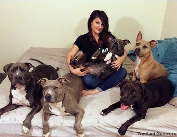 5.23.17 Woman Is Addicted to Bringing Home Pit Bulls1