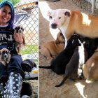 5.3.17 Stray Dog Leads Rescuers TWO MILES to Help Her Puppies15