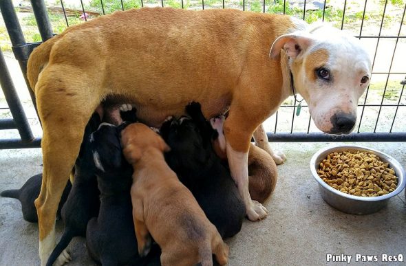 5.3.17 Stray Dog Leads Rescuers TWO MILES to Help Her Puppies3