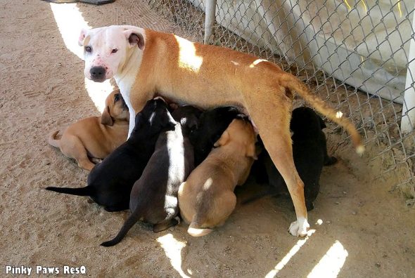 5.3.17 Stray Dog Leads Rescuers TWO MILES to Help Her Puppies5