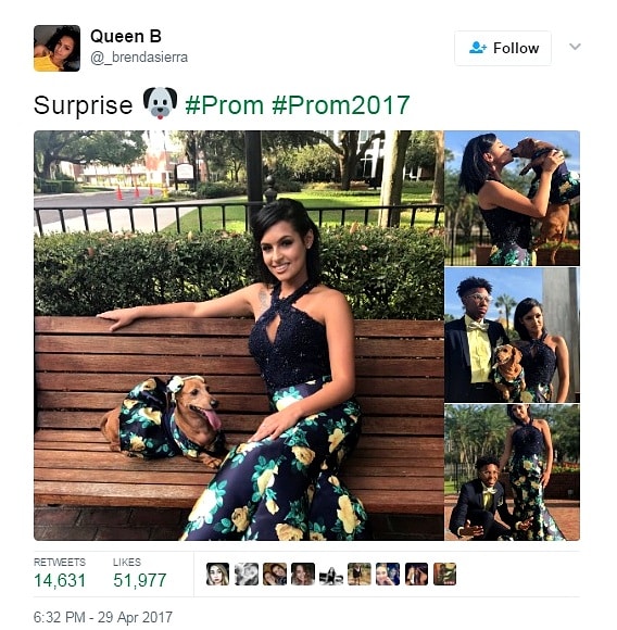 5.3.17 The Cutest Dog You’ll Never See at Prom11