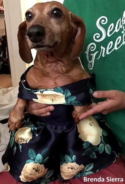 5.3.17 The Cutest Dog You’ll Never See at Prom3