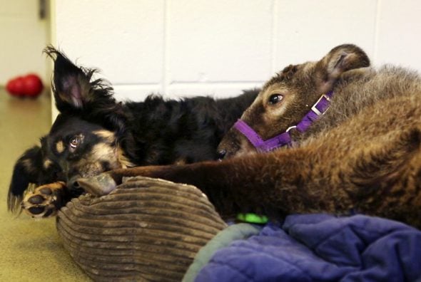 5.4.17 Cincinnati Zoo Nursery Dog Blakely Retiring4