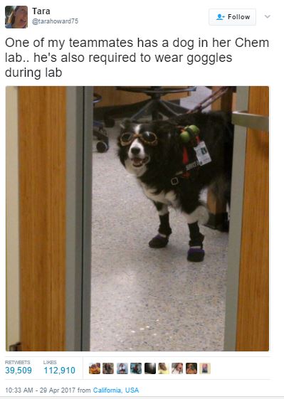 scidog1