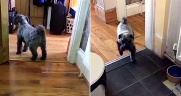 6.1.17 Dog Walks Out of Kitchen Backwards1