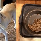 6.15.17 Dog Only Eats Half of Her Food4
