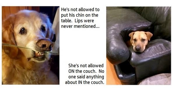 6.2.17 Times Dogs Hilariously Bent the Rules4