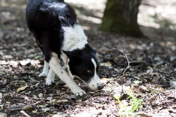 6.22.17 Bone Sniffing1