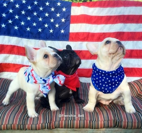 6.29.17 4th of July Dogs1