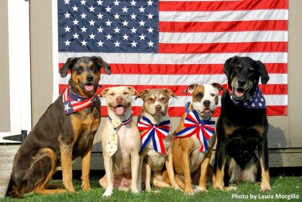 6.29.17 4th of July Dogs2