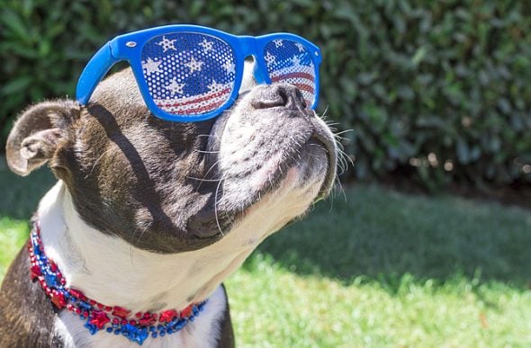 6.29.17 4th of July Dogs3