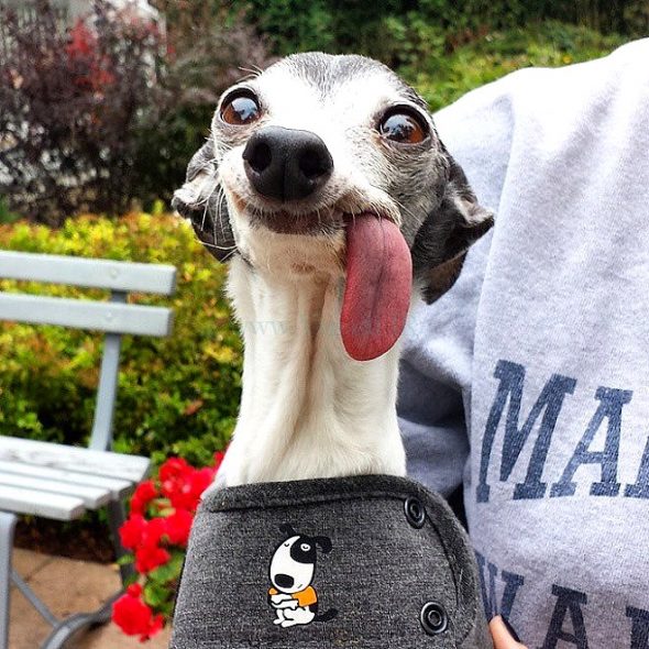 6.7.17 Photoshopped Tongue Dog1