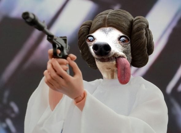 6.7.17 Photoshopped Tongue Dog7