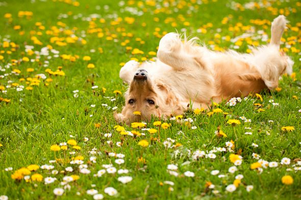 6.8.17 Lawn Chemicals Linked to Dog Cancer1