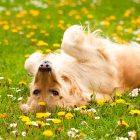 6.8.17 Lawn Chemicals Linked to Dog Cancer3