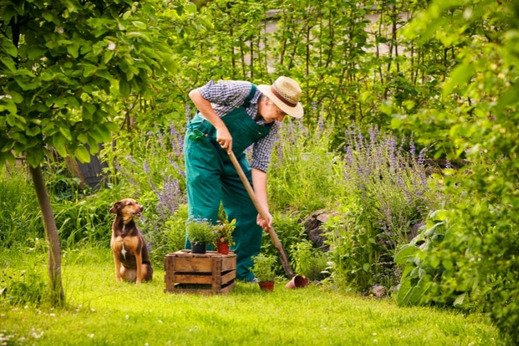 Man dog gardening