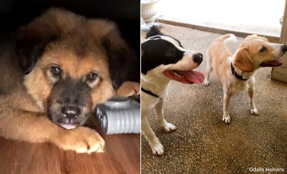 7.12.17 Couple Adopts a Dog Every Year for Their Anniversary5b