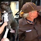 7.13.17 UPS Driver Adopts Pit Bull After His Mom Dies15