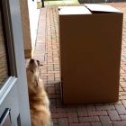 7.21.17 Dog Flips for Human in the Box1