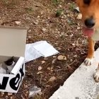 7.25.17 Dog Finds Box of Kittens1