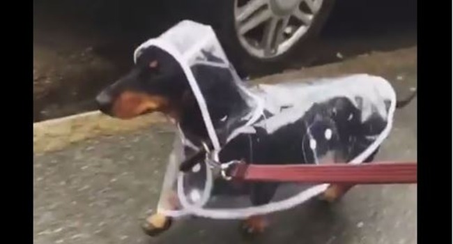 amazon advert dog raincoat