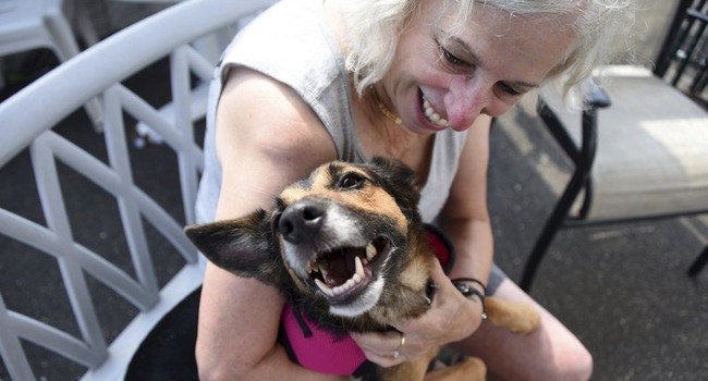 Reunited: Florida Dog Missing Nearly Two Years Turns Up On ...