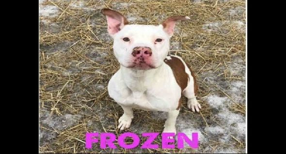 frozen