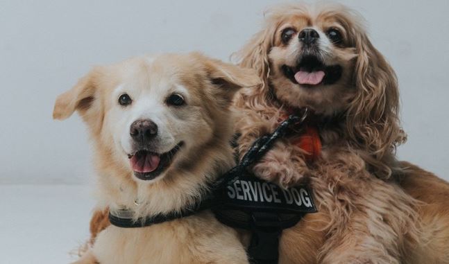 blind dog with service dog