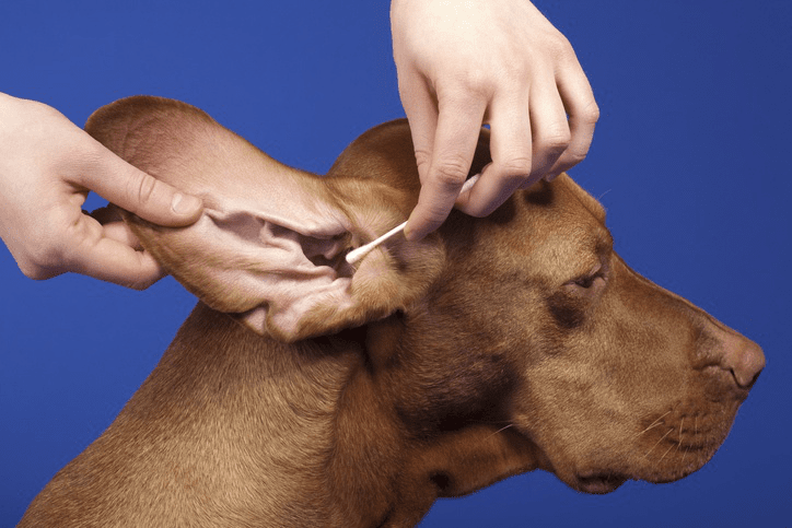 Ear Infections in Dogs LIFE WITH DOGS