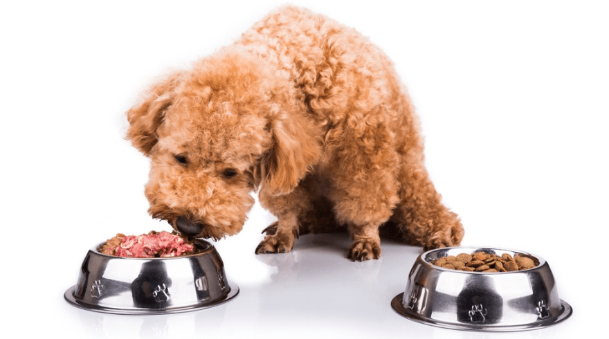 standard poodle dog food