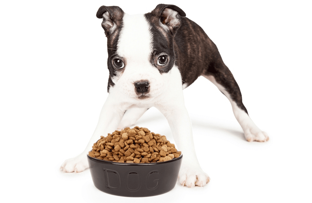 how much to feed boston terrier puppy