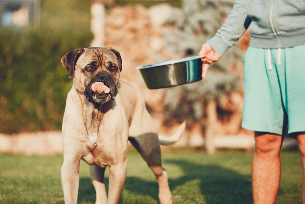 Whats The Best Food For Your Cane Corso Life With Dogs