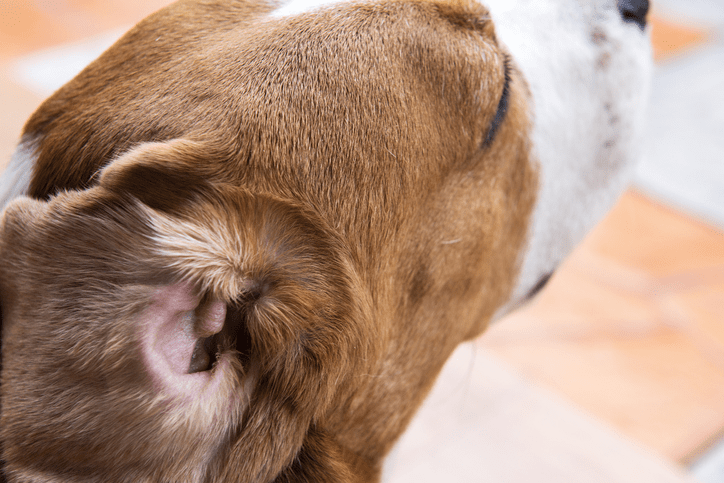 colloidal silver in dogs ears