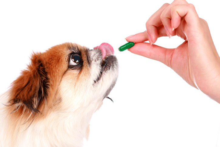 What is Colloidal Silver Treatment for Dogs