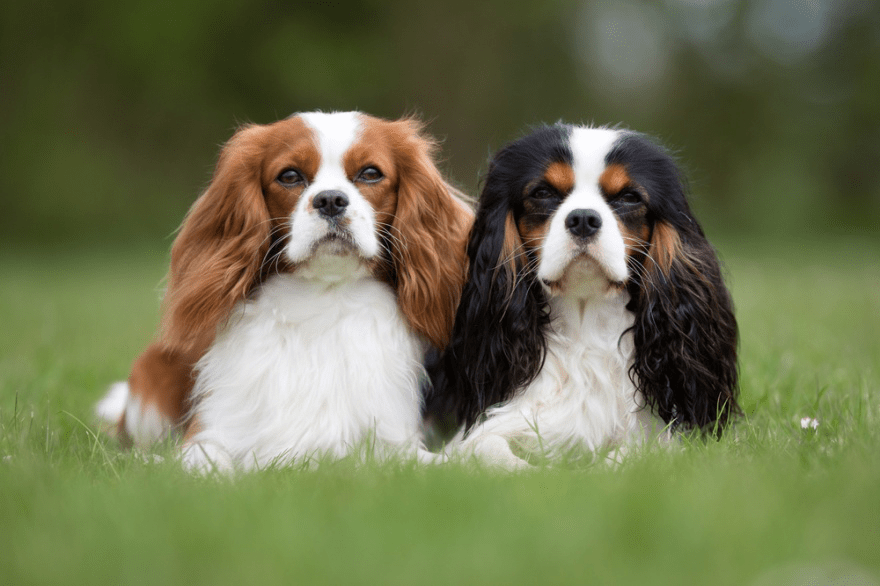 Best Dog Foods for Cavalier King Charles Spaniels LIFE